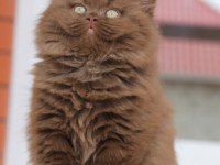 Cinnamon British Longhair