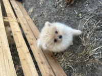 Anne altından pomeranian boo yavrularımız