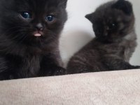 British shorthair yavrularımız