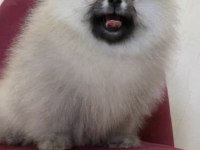 Üst Kalite Teddy Bear Pomeranian Boo