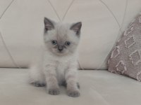 Son 2,5 aylık erkek british shorthair