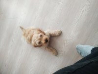 2 aylık erkek poodle