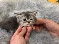 British shorthair