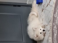 Safkan Samoyed Yavru