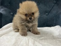 Pomeranian Bebeklerimiz