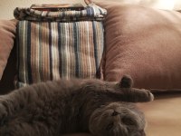 Erkek british shorthair