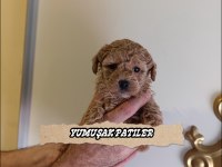 Toy Poodle Dişi Ve Erkek