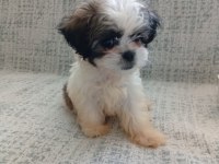3 Aylık Shih Tzu Orjinal Teacup Yavru Erkek