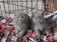 Safkan scottish fold yavrular