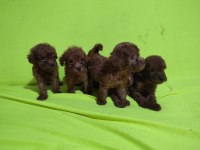 Toy Poodle Yavrular Kaçırma
