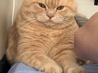 Scottish fold kedimize eş arama çiftleştirme