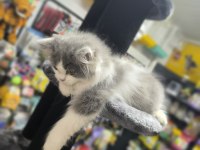 Bicolor British Longhair