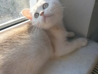 Safkan British Shorthair mükemmel bir gen taşıyor