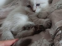BRİTİSH PRENSESİM UYGUNA VERİLECEK