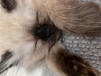 British Longhair Prensesim