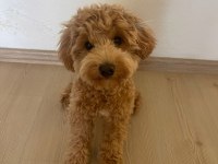 Sevimli maltipoo