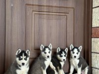 Husky Sibirya Kurt Yavrularımız