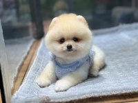 Ayıcık Surat Pomeranian Boo Yavrumuz