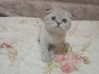 ÇOK TATLI SCOTTİSH FOLD YAVRULARIMIZ