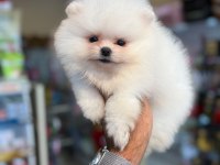 Orjinal Show Pomeranian Boo Ayı Surat Yavrularımız