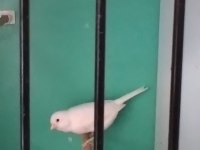 Üreticiden Satılık Malinua Kanarya