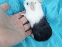 Amerikan Erkek ve Dişi Ginepig Yavru