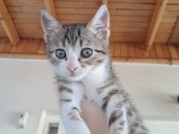 1 aylık dişi tekir