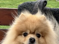 Pomeranian Boo – Pasaport ve Eğitimli Satılık