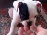 Fransız bulldog yavrular izmirden