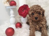 A KALİTE TÜY DÖKMEYEN TOY POODLE KÖPEĞİ
