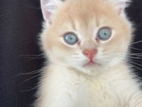 3 aylık erkek AY11 british shorthair