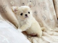 Irkının En İyi Köpeğine Sahip Olmak İsteyenler İçin