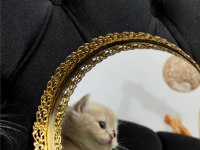 Rezerveye açık dişi british longhair yavrular