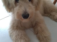 4 aylık yavru maltipoo
