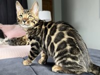 Show Class Brown Bengal Yavrular