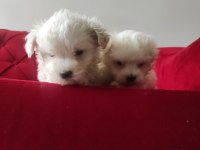 Maltese Terrier Son 2 Yavru