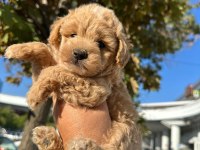 Maltipoo yavrum 55 günlük köpekler