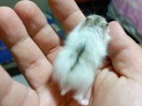 RENGARENK SYRİA HAMSTER YAVRULAR