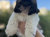 Shih Tzu Yavrular