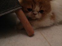 1 yaşındaki tatlı exotic shorthair kedisi