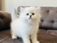 British Longhair Yavrularım