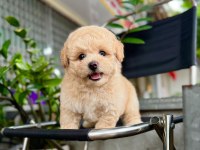 Maltipoo Puppy