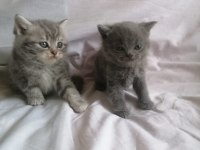 Scottish fold yavruları