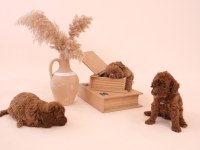 Toy Poodle Bebeklerimiz