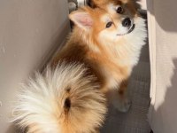 Pomeranian alman spitz karma