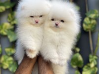 Mersin Pomeranian Boo