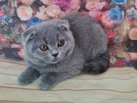 Scottish fold yavrular sahibinden