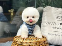 A+ Kalitede Pomeranian Yavrular İçin İletişime Geçin