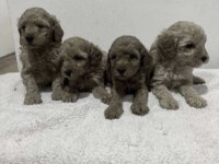 Toy Poodle Köpekleri