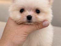 MİNİCİK POMERANİAN BOO